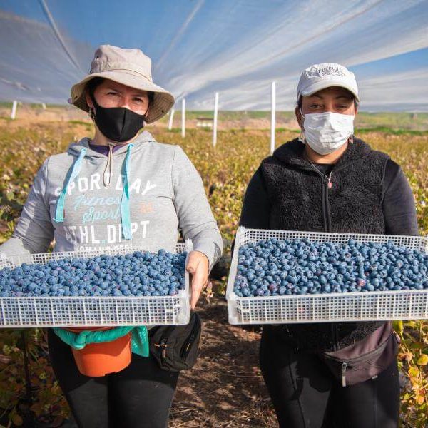 HEH Organic - Arándanos orgánicos, organic Blueberries