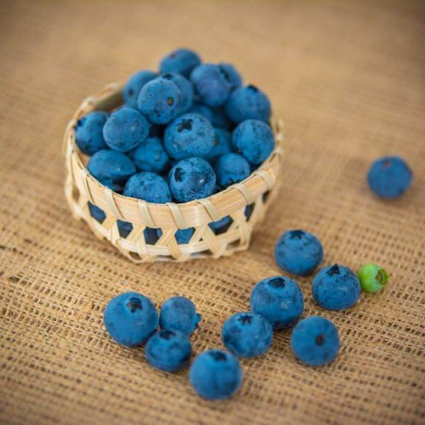 HEH Organic - Arándanos orgánicos, organic Blueberries - excellent food